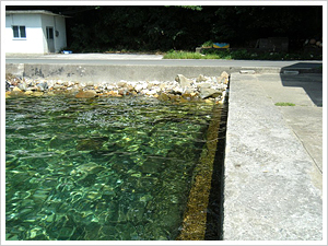 �u�K�r�[�`